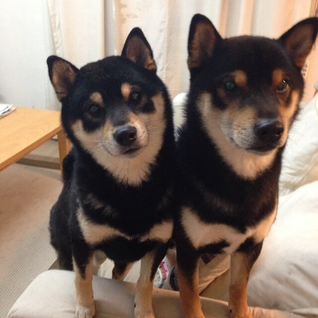 “未来之师”青少年篮球教练培训在上海全面启动,强化专业指导