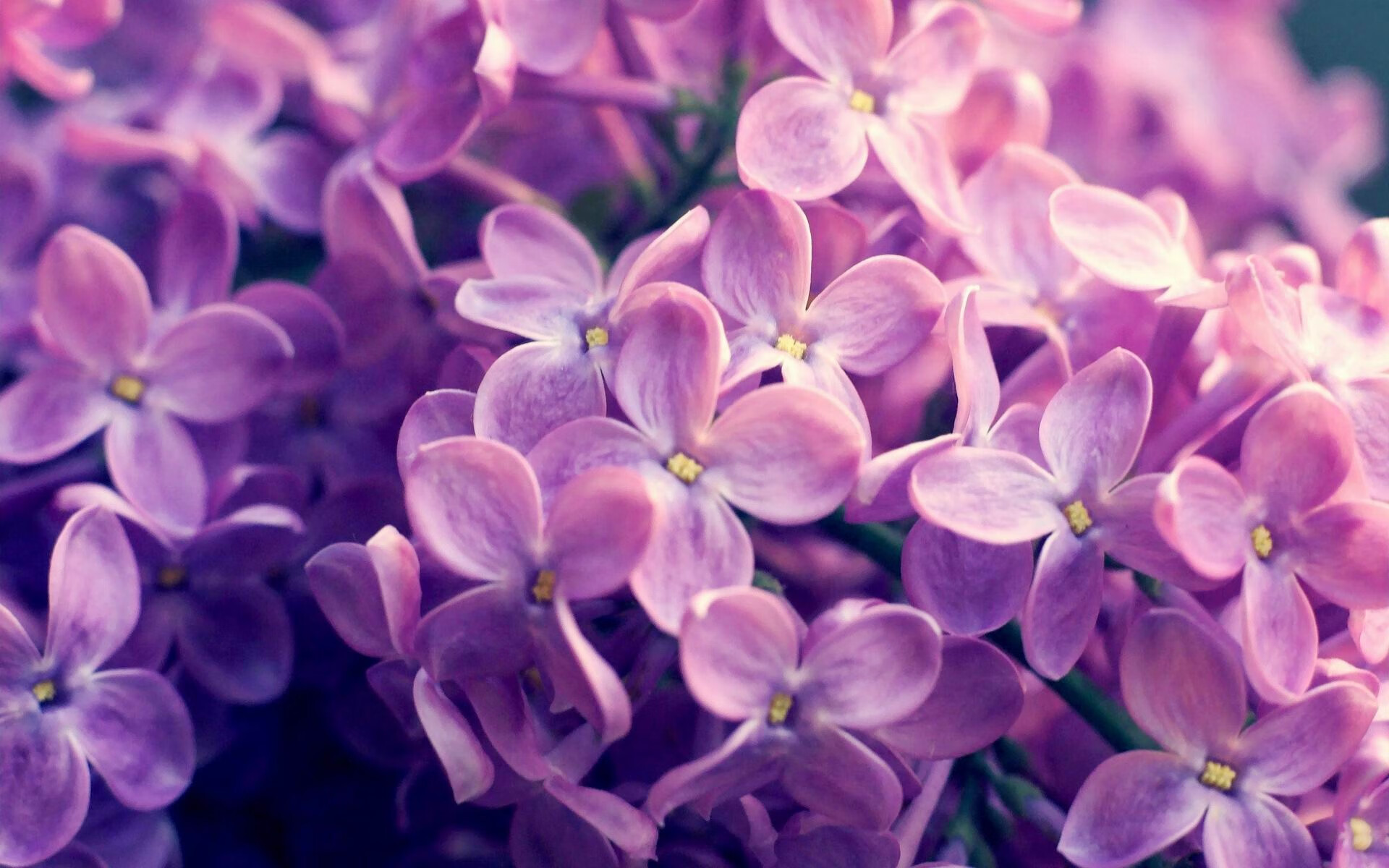 “英超激烈角逐：夺冠悬念持续升温”，英超争冠