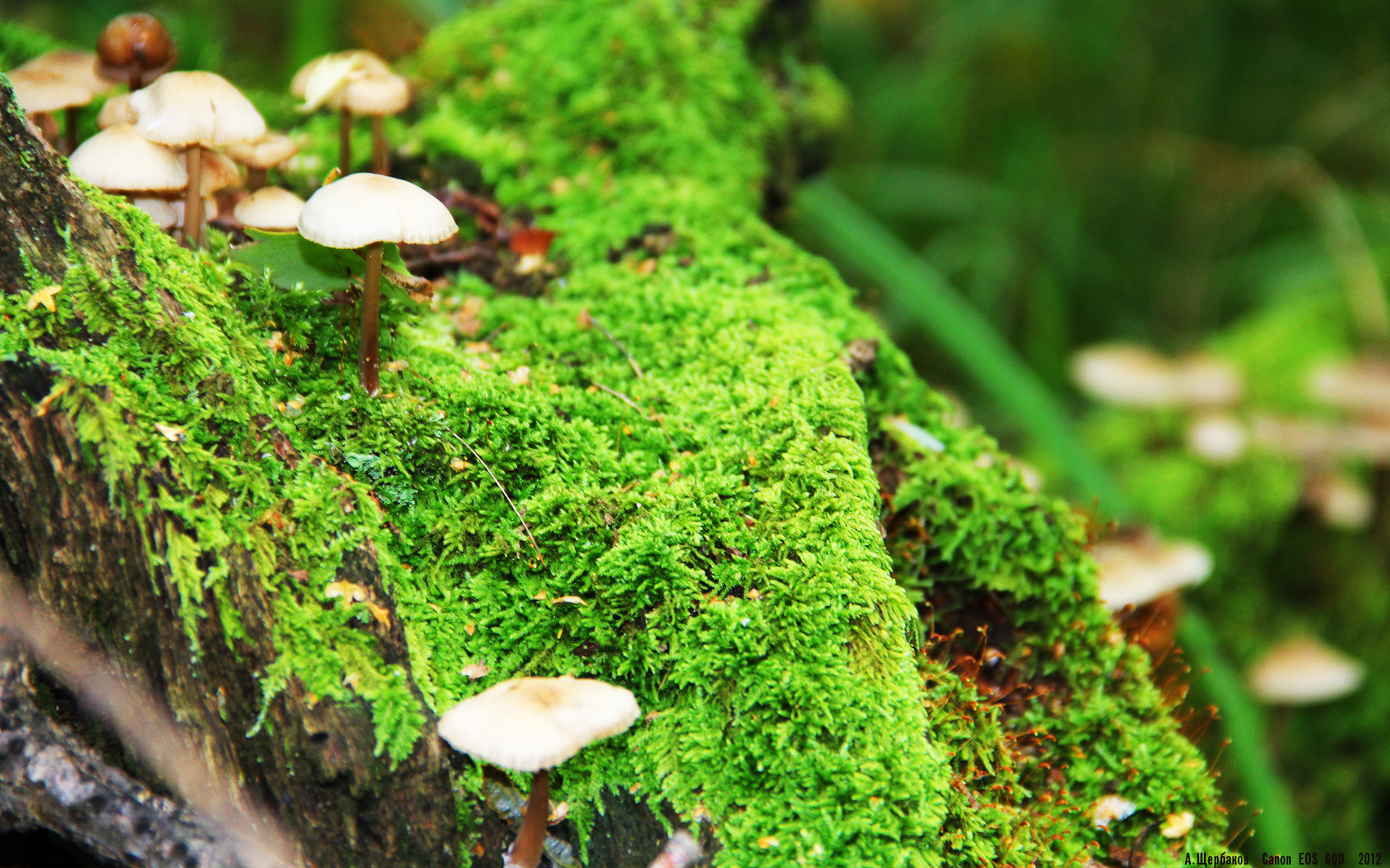 2025世俱杯-“逆境追梦！联盟中最精彩的逆转纪录盘点”，英雄联盟逆风翻盘比赛