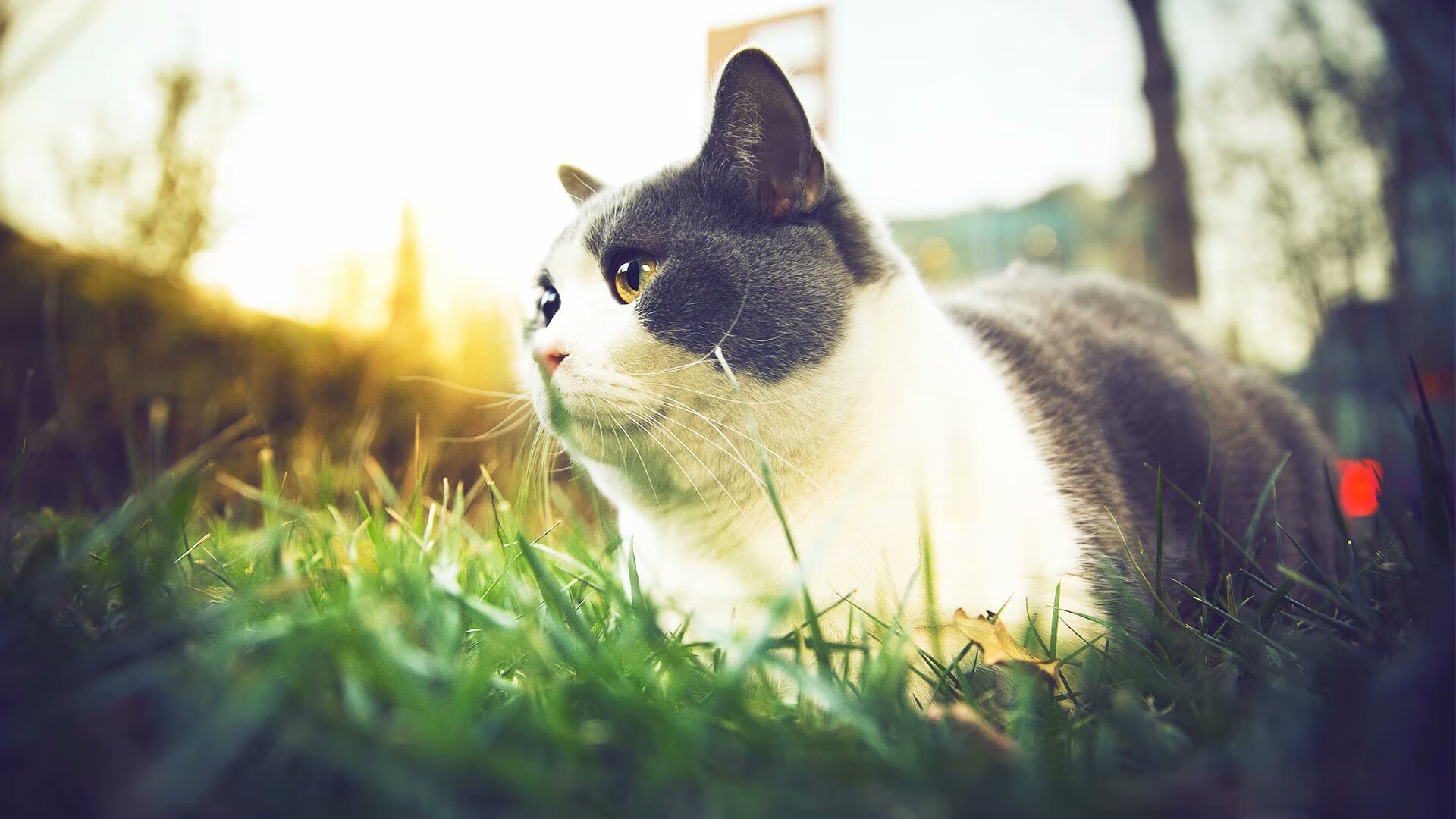 史上最年轻“欧洲金靴”得主鼎盛登场,最年轻的欧洲金靴