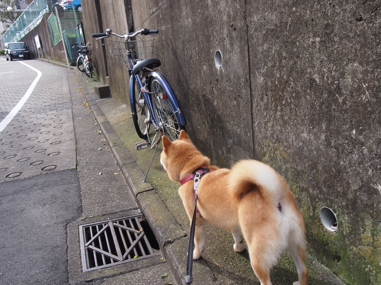 世俱杯直通-塞内加尔队后卫佩雷斯在巴黎奥运会上表现出色，塞内加尔中后卫