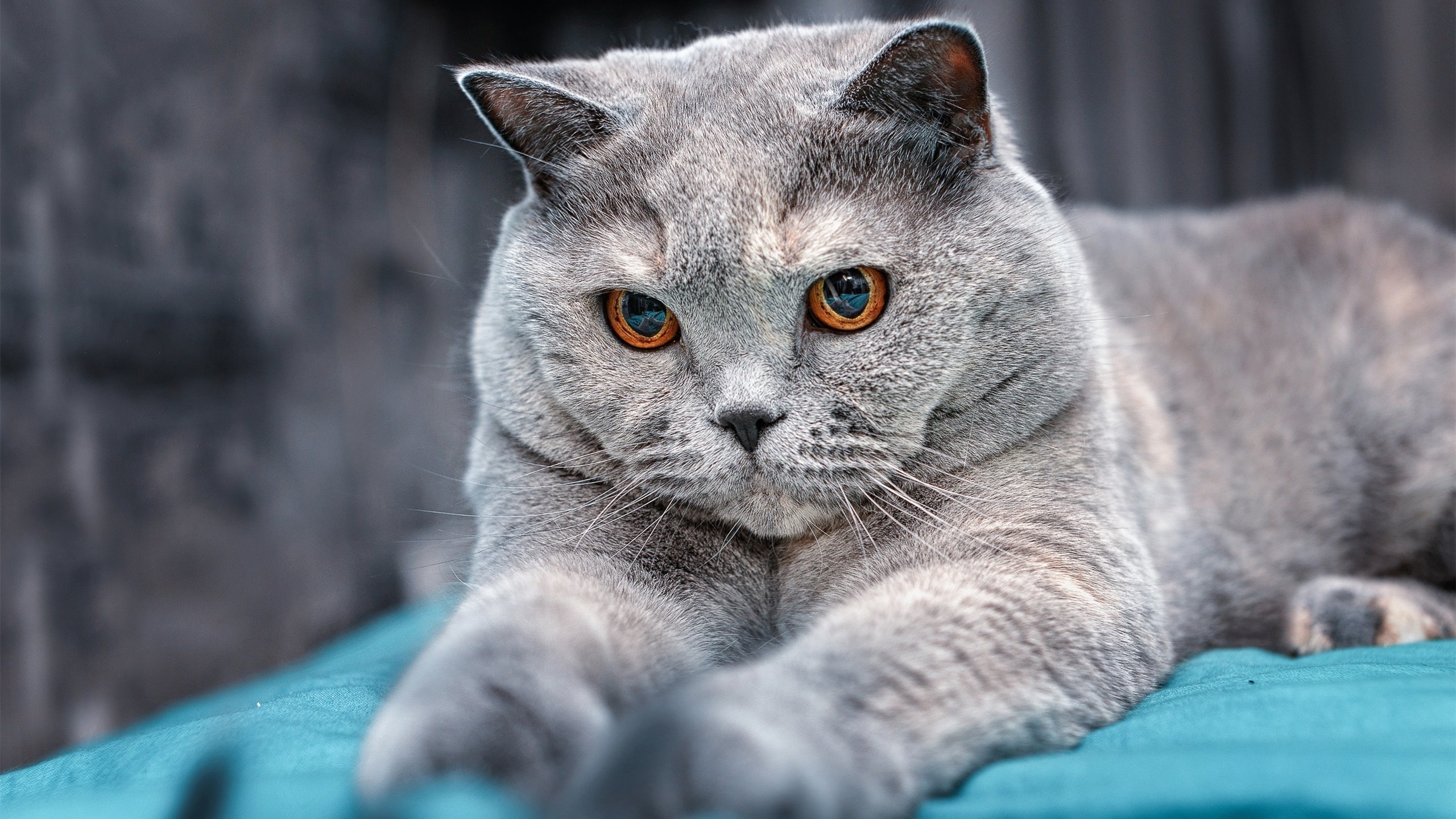 塞内加尔队后卫佩雷斯在巴黎奥运会上表现出色,塞内加尔中后卫