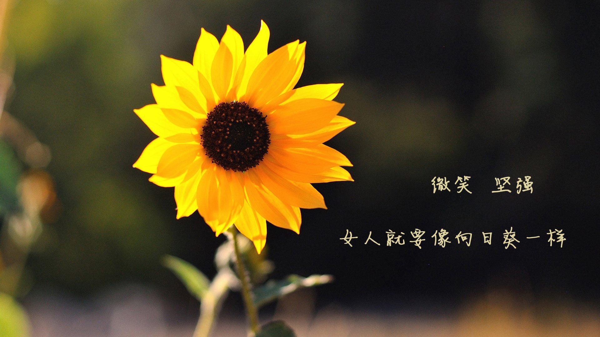 季后赛破纪录:斯托亚科维奇在一场比赛中抢断多达6次,成为“防守铁闸”!