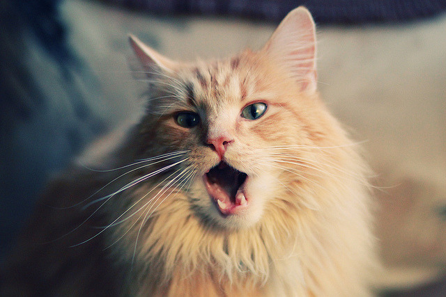 -家族车队：父子车手的传承，车的家族大聚会