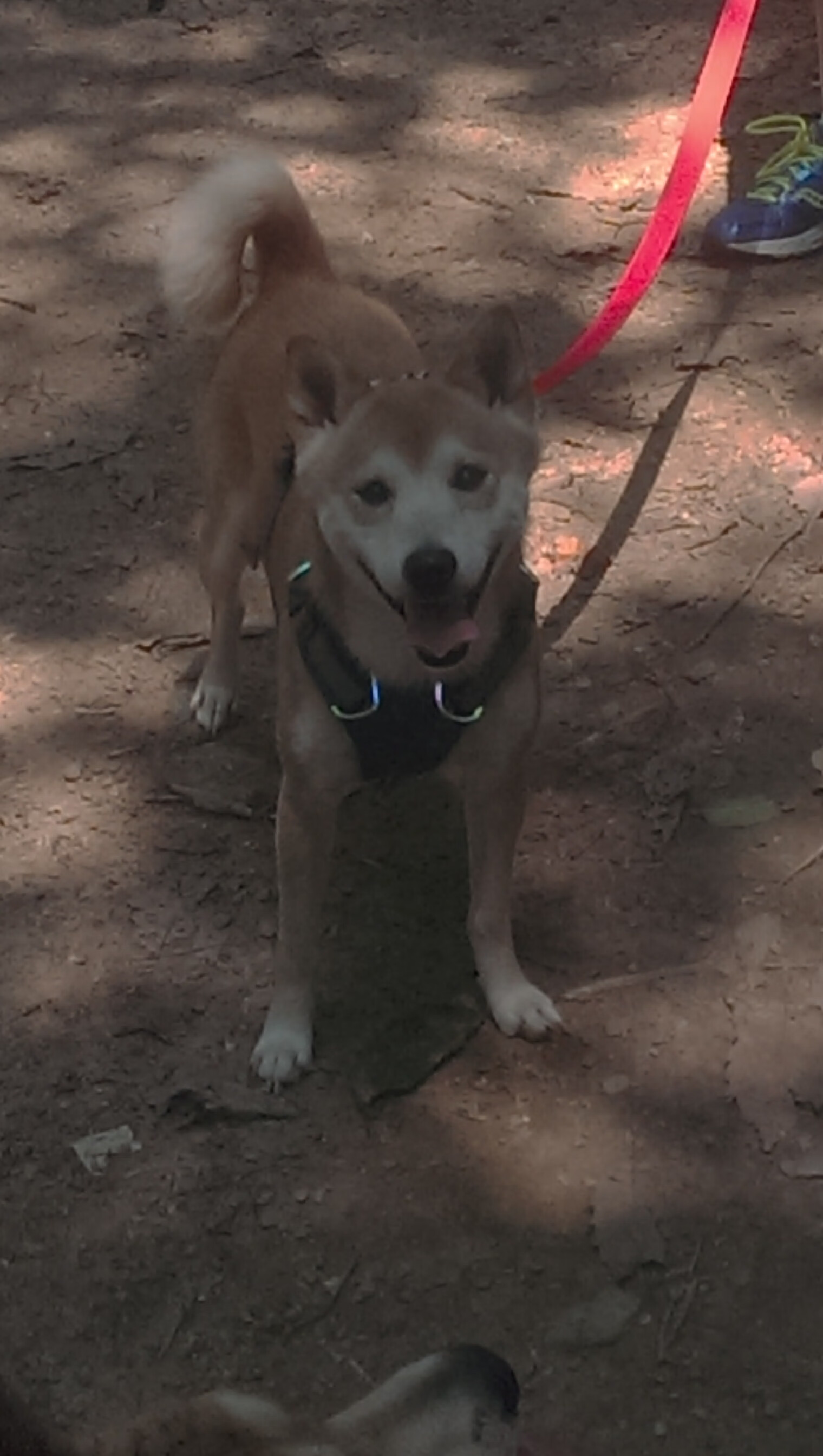 世界俱乐部杯-未来科技在F1中的应用：无人驾驶试验，未来世界无人驾驶汽车