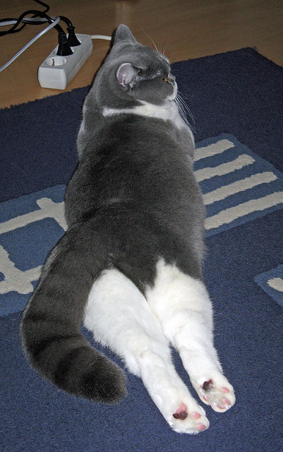 美国体操新秀一战成名,挑战拜尔斯纪录,美国体操队拜尔斯