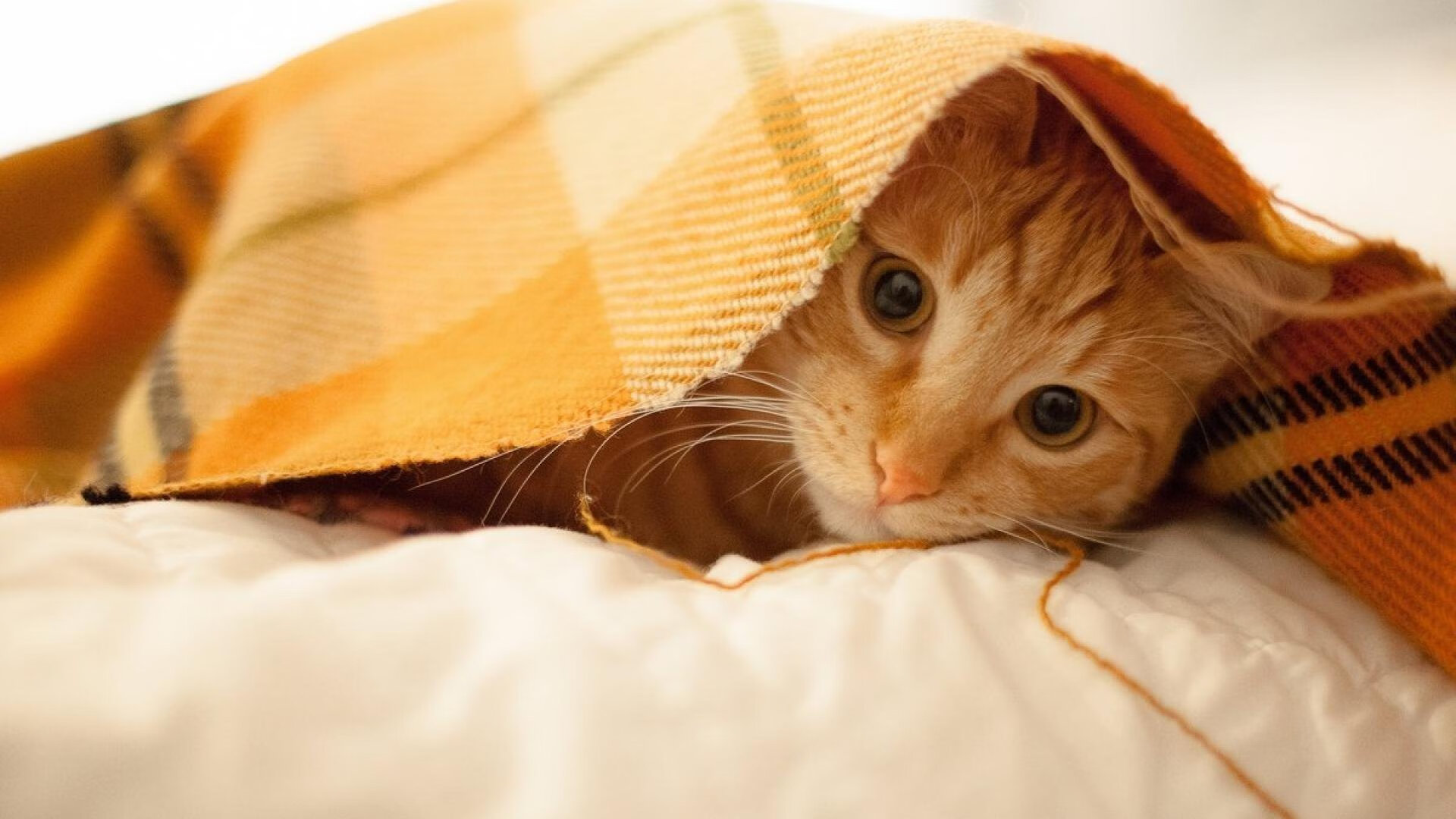 赛事领队:幕后策划的精彩故事,赛事策划人