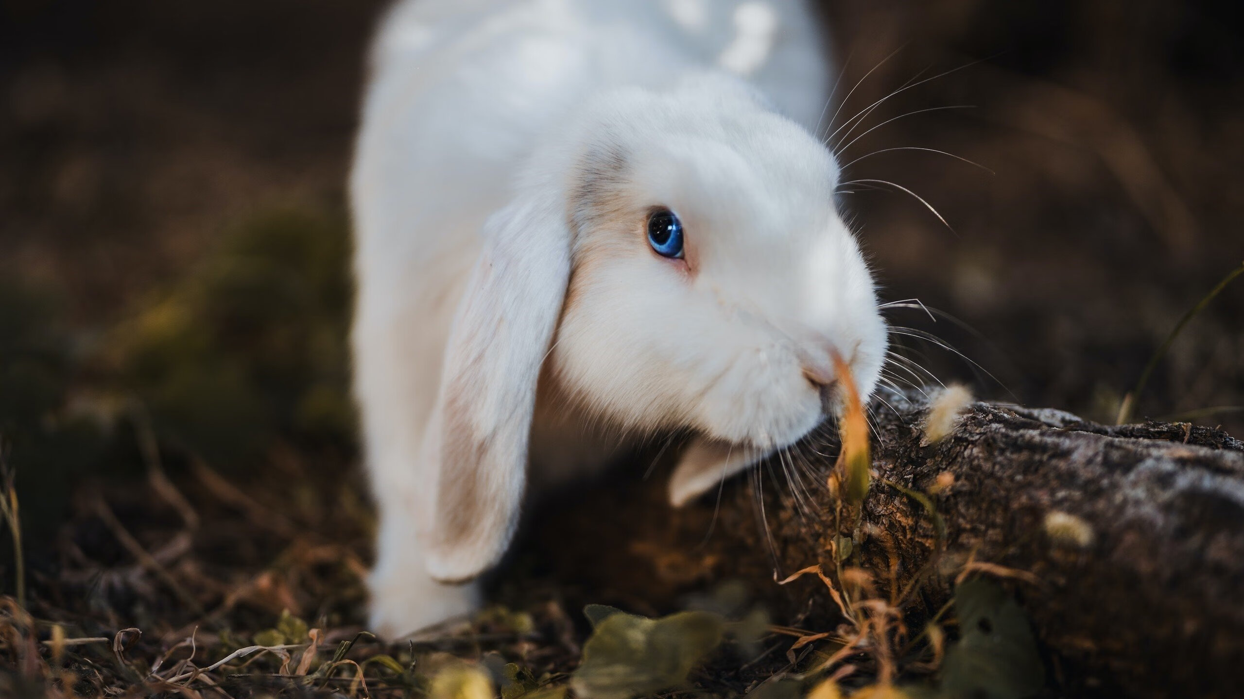 2025足球世俱杯官网-足球运动康复机构设立专属球员诊疗中心，足球医疗团队