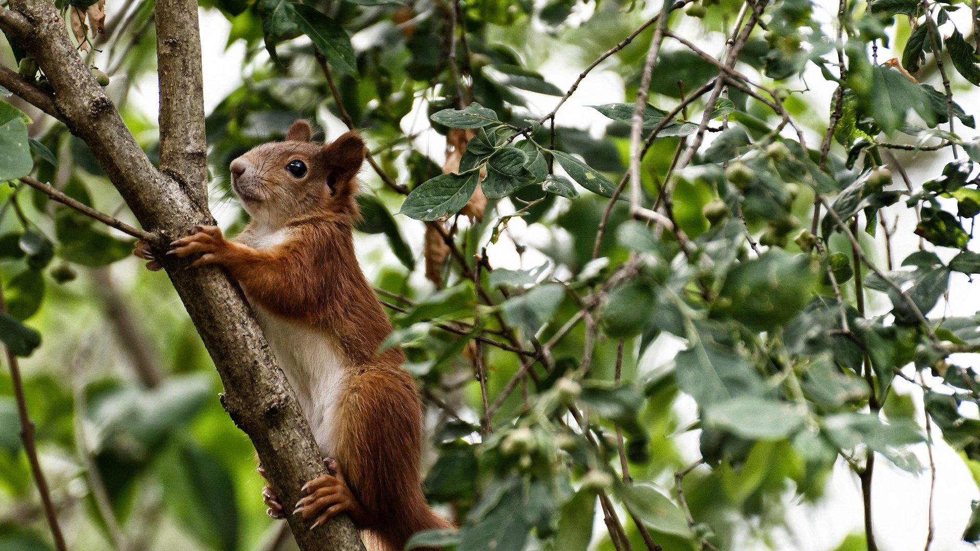 世俱杯直播在线观看免费-CS_GO美国粉丝支持率持续上升，csgo在国外人气比lol高吗