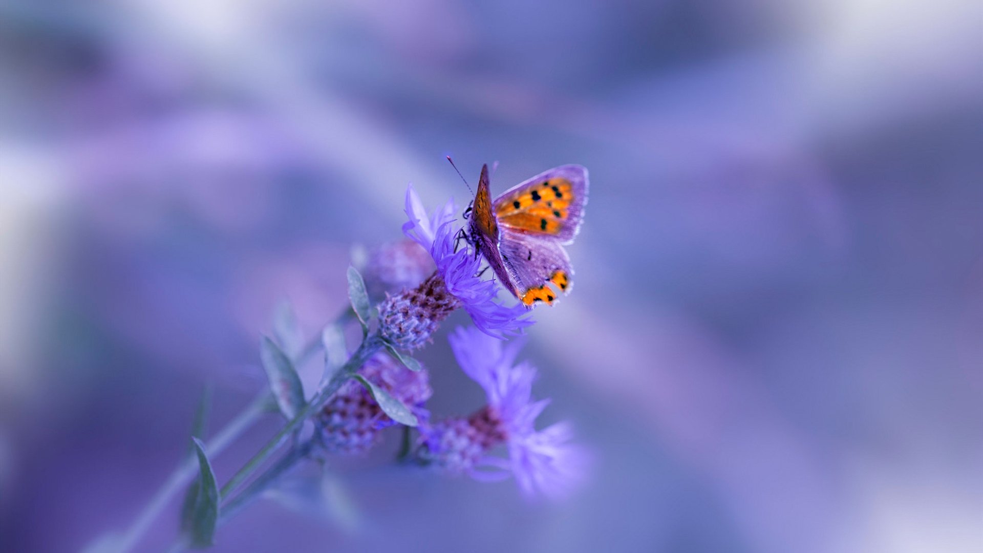 世俱杯足球赛事在线直播-亚洲杯赛场风云再起，强队争夺晋级资格，亚洲杯赛程2021赛程表12强抽签