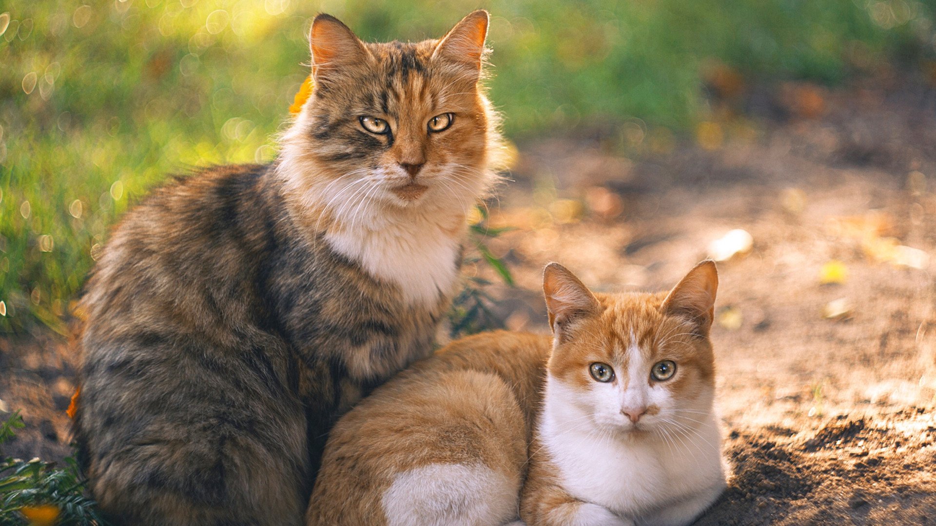 切尔西主场平阿森纳,错失反超机会,切尔西vs阿森纳比赛直播