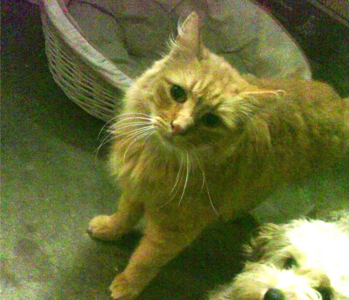 广东宏远 球迷呼声高涨,广东宏远球赛