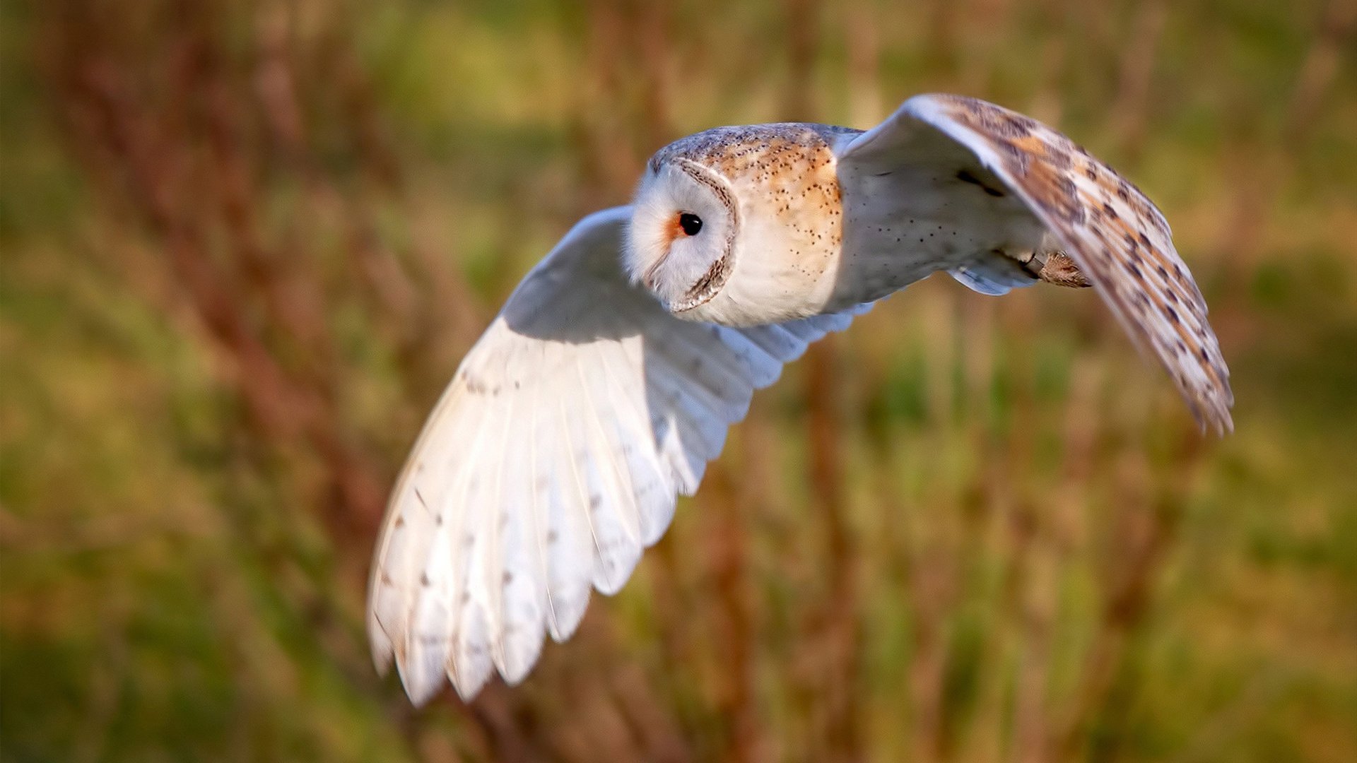 2025世俱杯赛程-弗赖堡客战沙尔克，主场强队不容小觑，弗赖堡队主客场球衣