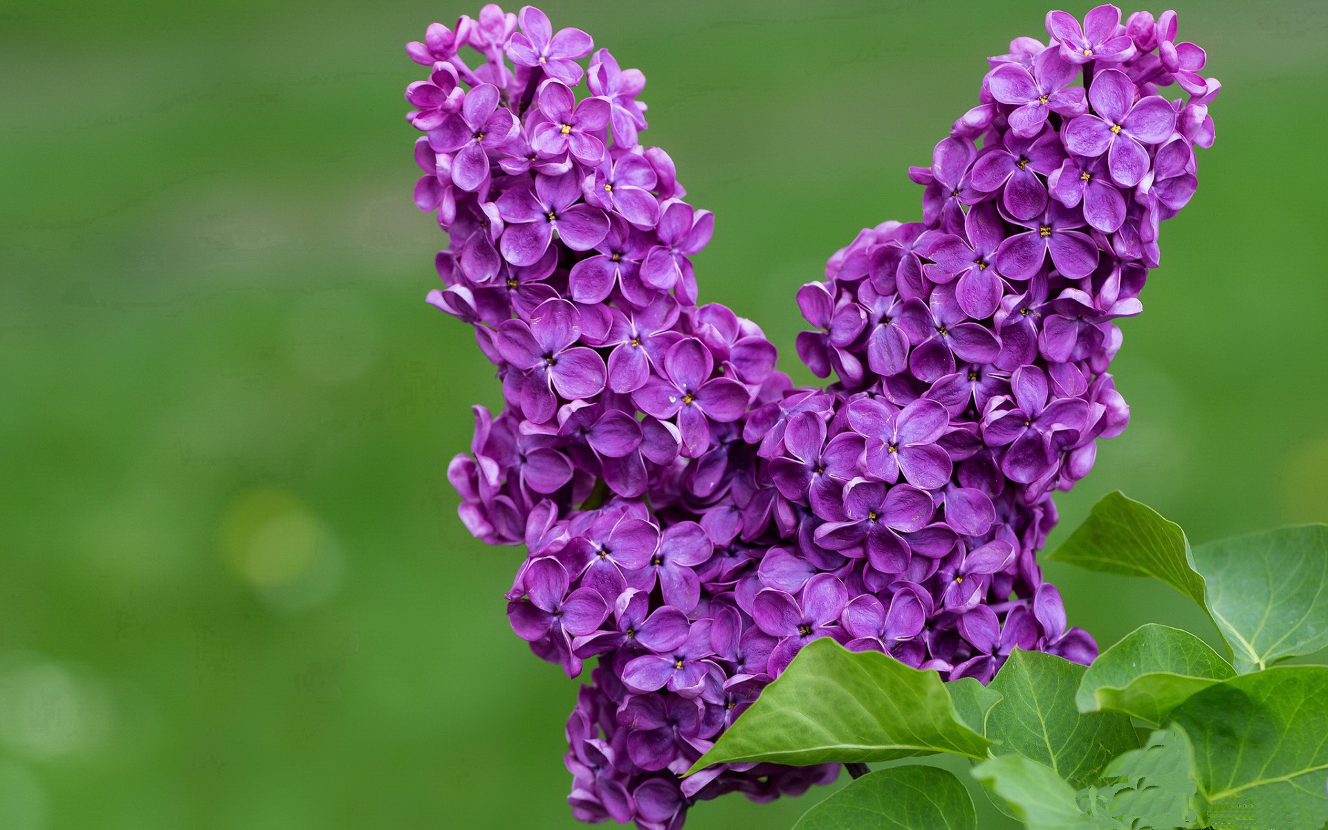 世俱杯足球赛事在线直播-皇家马德里主场4-2击败塞维利亚，完美收官2024年，皇家马德里球赛