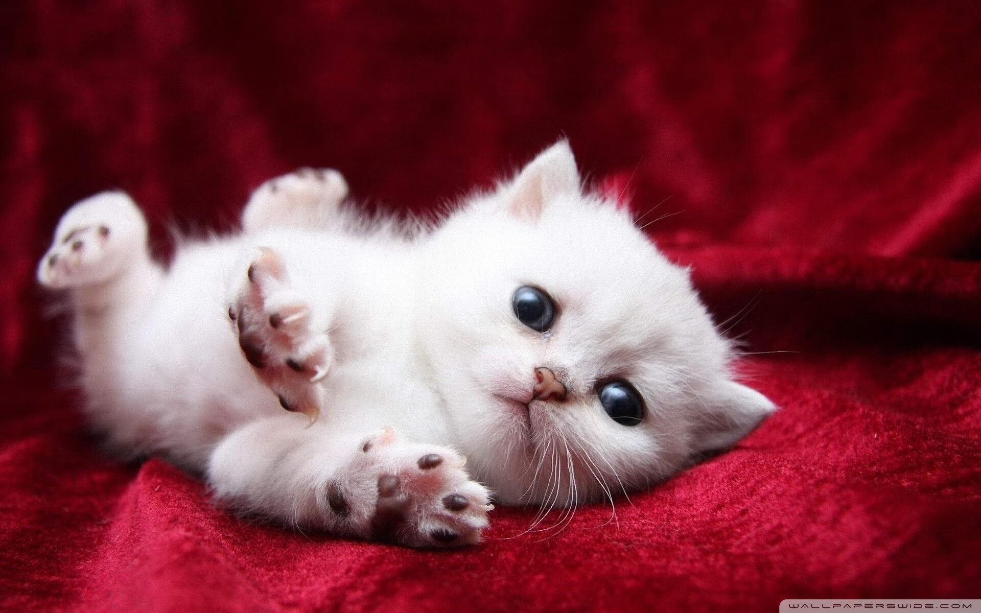 世界俱乐部杯在线观看-意甲风云：尤文图斯豪取十连胜稳居榜首，意甲尤文图斯队员名单