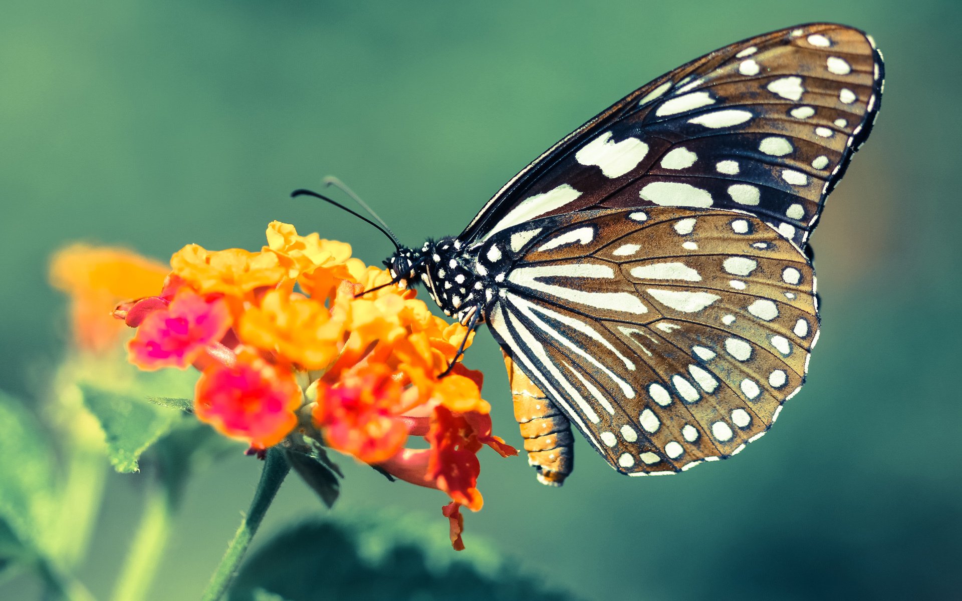 加拿大队在国际乒联混合团体世界杯中的稳定发挥与亮点,加拿大代表队乒乓球