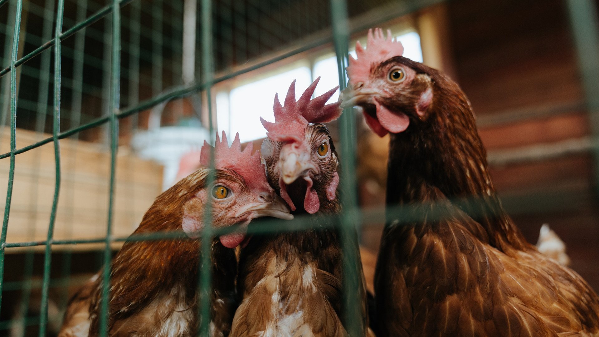 埃及队在2024年世界杯中的关键时刻与赛场突破,埃及队在2024年世界杯中的关键时刻与赛场突破